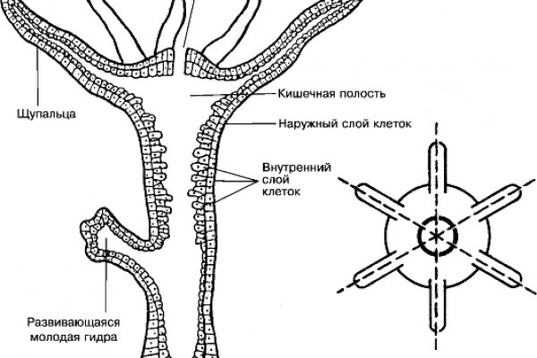 Как войти в кракен