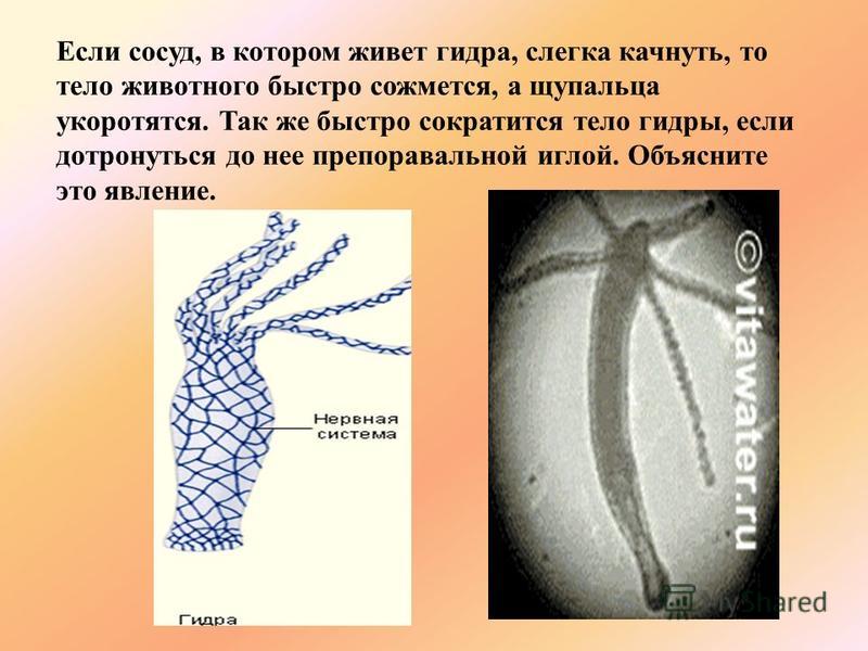 Kraken ссылка зеркало krakentor site